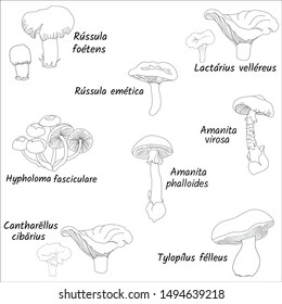 Set of contour mushrooms on a white background. Forest collection of pale grebe, gall mushroom, chanterelle mushrooms, honey agarics and porcini mushrooms. Vector illustration, sketch.