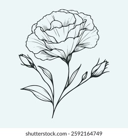 set of contour spring flowers eustoma, line art floral, leaves, black and white illustration lisianthus, set of decorative elements of plants Eschscholzia, Hand drawn illustration. 