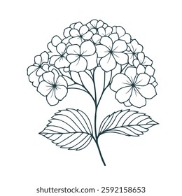 set of contour spring flowers Geranium, 
line art floral, leaves, 
black and white illustration Hydrangea, 
set of decorative elements of plants stylized Rhododendron
