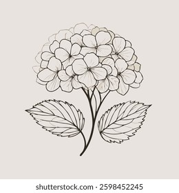set of contour spring flowers Geranium, 
line art floral drawing, leaves, 
black and white illustration Hydrangea, 
set of decorative elements of plants stylized Rhododendron
