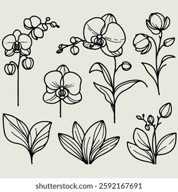 set of contour spring flowers orchid, 
line art floral, leaves, 
black and white illustration Phalaenopsis, 
set of decorative elements of plants stylized Cymbidium, Paphiopedilum, Vanilla