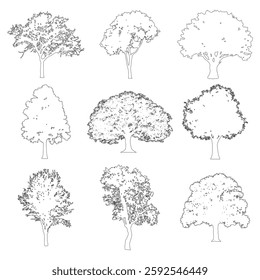 Set of contour spruce and pine trees on a white background
