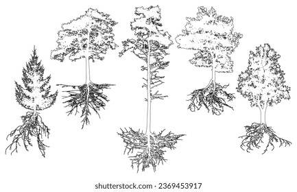 Set of contour trees with roots. Beautiful fir, pine, deciduous trees. Vector illustration