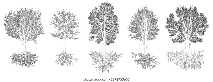 Set of contour trees with roots. Beautiful deciduous bare trees. Vector illustration