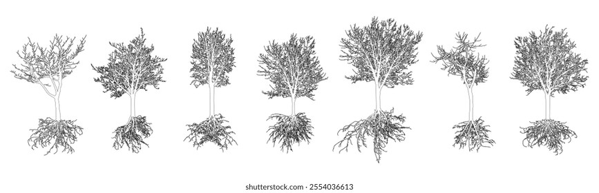 Set of contour trees with roots. Beautiful deciduous bare trees. Vector illustration