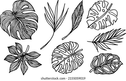 Set of contour tropical leaves drawn by hand, vector. Monstera and palm leaves