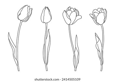 Set of contour tulips, line art. Spring flowers sketch, vector