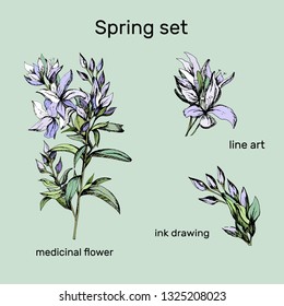 Set of contour vector flowers. Medicinal plant Veronica Formosa drawn by ink. Contour Clipart for use in design.