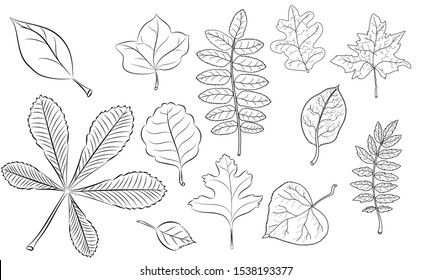 Set of contour vector images of tree leaves from 12 pieces.