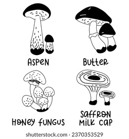 Set of contoured edible mushrooms with names. Vector illustrations of edible mushrooms of the autumn forest, aspen, butter, honey fungus, saffron milk cap. The forest contrasts with mushrooms. Black