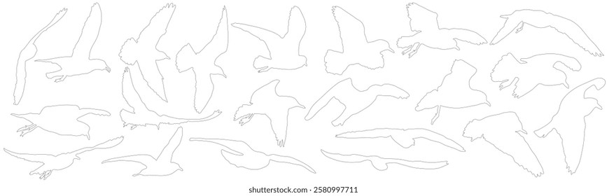 Set of contours of birds (gulls). Vector illustration