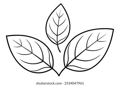 Conjunto de Contornos de Diferentes Folhas 