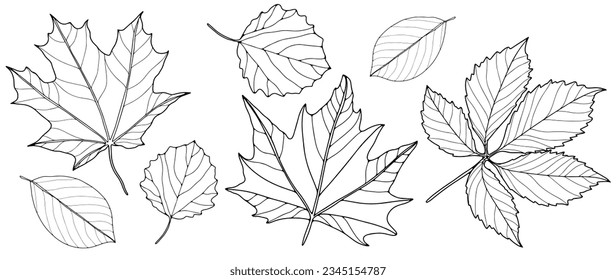 Set of contours of different leaves on a white background. Botanical background for coloring books, decor, pattern making and designs.