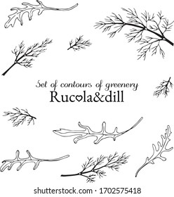 set of contours of greenery rucola and dill
