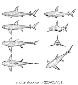 Set with contours of a shark in different positions from black lines isolated on a white background. Vector illustration.