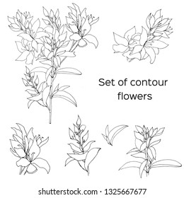 Set of contours of vector flowers on a white background. Vector black and white ink drawn illustration. Medicinal plant for use in design.