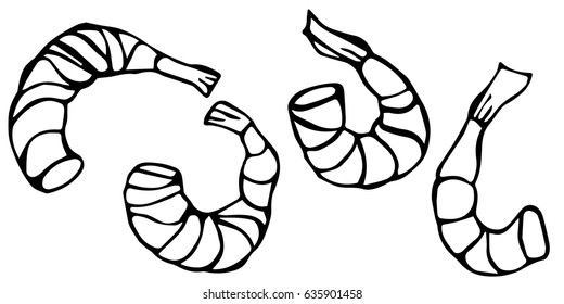 Set of Cooked Shrimps. Vector Seafood Prawn Illustration