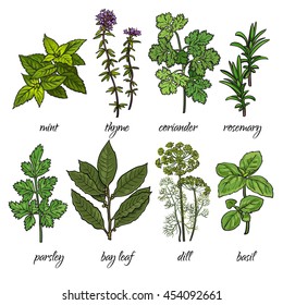 Set of cooking herbs - rosemary, mint, thyme, coriander, parsley, dill, bay leaf and basil. Isolated sketch style vector illustration on white background. Traditional herbs for cooking delicious food