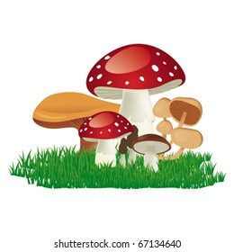 Set of cool mushrooms with grass