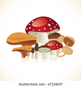 Set of cool mushrooms in white background