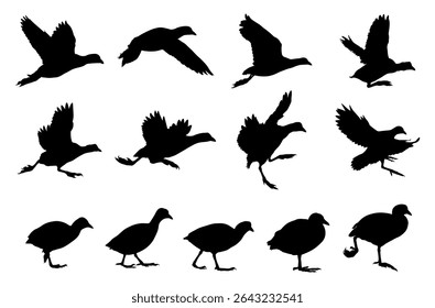 Set of Coot Eurasian Bird Silhouettes. Waterfowl Black Silhouette Collection
