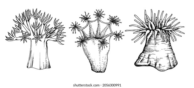 Set of coral anemones. Marine Underwater actinias Isolated vector elements