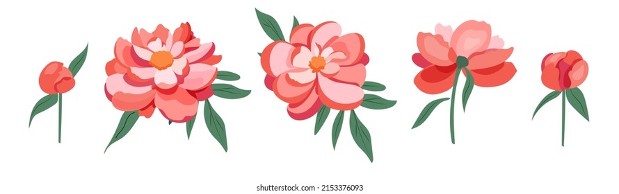Set of coral peony flowers with leaves and buds. Botanical vector illustration.