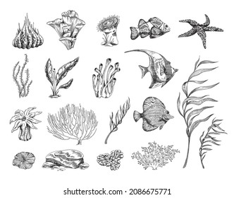 Set of coral reef elements in engraved sketch style, vector illustration isolated on white background. Monochrome seaweed, clownfish and starfish.