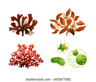 Set coral seaweed underwater marine flora. Marine aquarium flora differents seaweeds red algae, brown algae Sargassum, phytoplankton tropical sea plant elements silhouette vector illustration