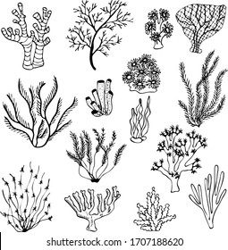 Set of coral. Vector hand drawn graphic illustration. Vintage marine sea life sketch