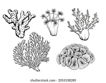 Set of corals. Vector Isolated elements on a white background