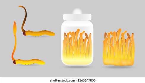 Set of Cordyceps cartoon vector illustration design."Ophiocordyceps sinensis" is a mushroom that using for medicine and food famous in Asian.Yellow orange color healthy mushroom.