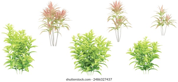 Set of Cordyline fruticosa,Aucuba japonicacv  plants isolated, 3D rendered