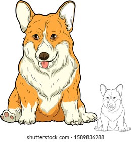 set Corgi dog isolated on white background for decoration