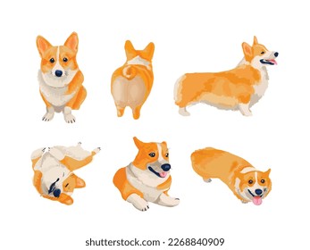 Set of corgi dogs in different poses in a watercolor style. Vector illustration