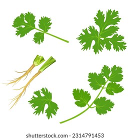 Set of coriander isolated on white background. vector illustration.