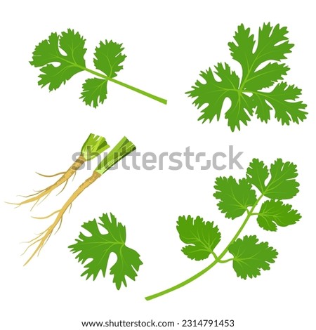 Set of coriander isolated on white background. vector illustration.