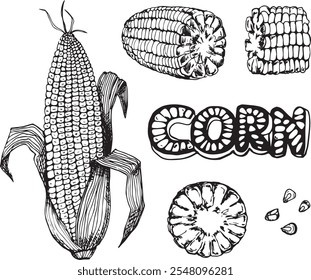 Set of corn cobs hand drawn illustration on white background