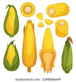 Set of Corn Cobs Are The Husked, Cylindrical, And Edible Part Of The Corn Plant. Corn Seeds, Or Kernels, Are The Small, Golden-yellow Structures Found In Rows On The Cob. Cartoon Vector Illustration