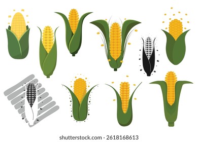 Set of corn grain. Vegetable vegan Corn cob set