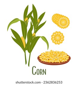 Set of corn grains and ears. Corn plant, sweet corn, cobs, corn kernels in a plate. Agriculture, food icons, vector