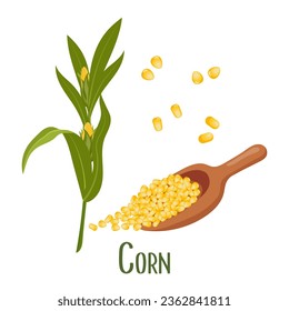 Set of corn grains and ears. Corn plant, sweet corn, corn kernels in a spoon. Agriculture, food icons, vector