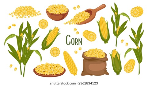 Set of corn grains and spikelets. Corn plant,  corn cobs, corn grains in a plate, spoon and bag. Agriculture, food icons, vector