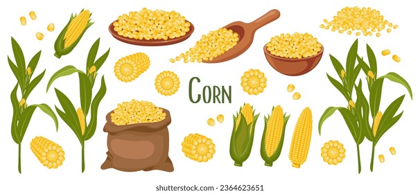 Set of corn grains and spikelets. Corn plant, Sweet corn, cobs, corn grains in a plate, spoon and bag. Agriculture, food icons, vector