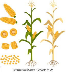 A set of corn growing on a tree and different elements on a white background.