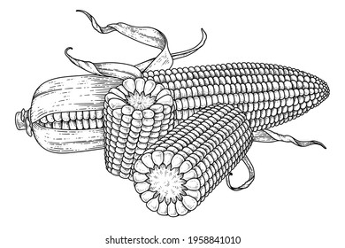 Set Of Corn Hand Drawn Illustration