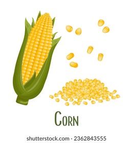 Set of corn kernels and cobs. Corn plant, sweet corn, corn cobs, kernels. Agriculture, food icons, vector