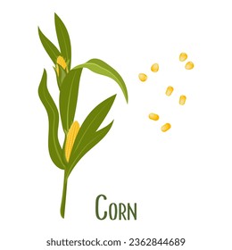 Set of corn kernels and cobs. Corn plant, sweet corn, corn kernels. Agriculture, food icons, vector