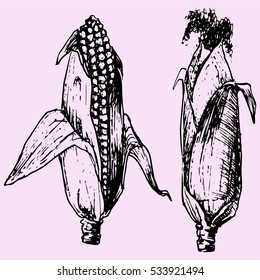 set corn with leaves doodle style sketch illustration hand drawn vector 
