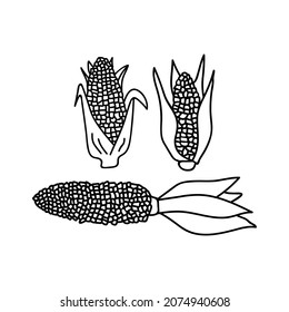 Set of corn on the cob.Vector icon. Isolated on white background. Doodles vector. Traditional Kwanzaa symbols.